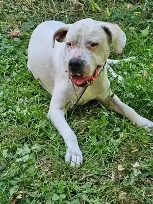 Margo – Dogo Argentino – Bild 2