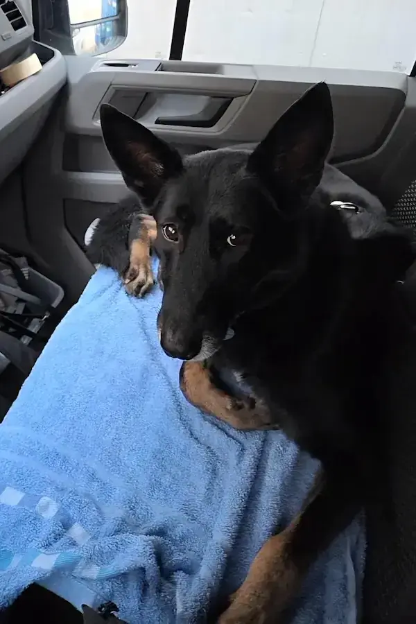 Blacky - Deutscher Schäferhund - Bild 4