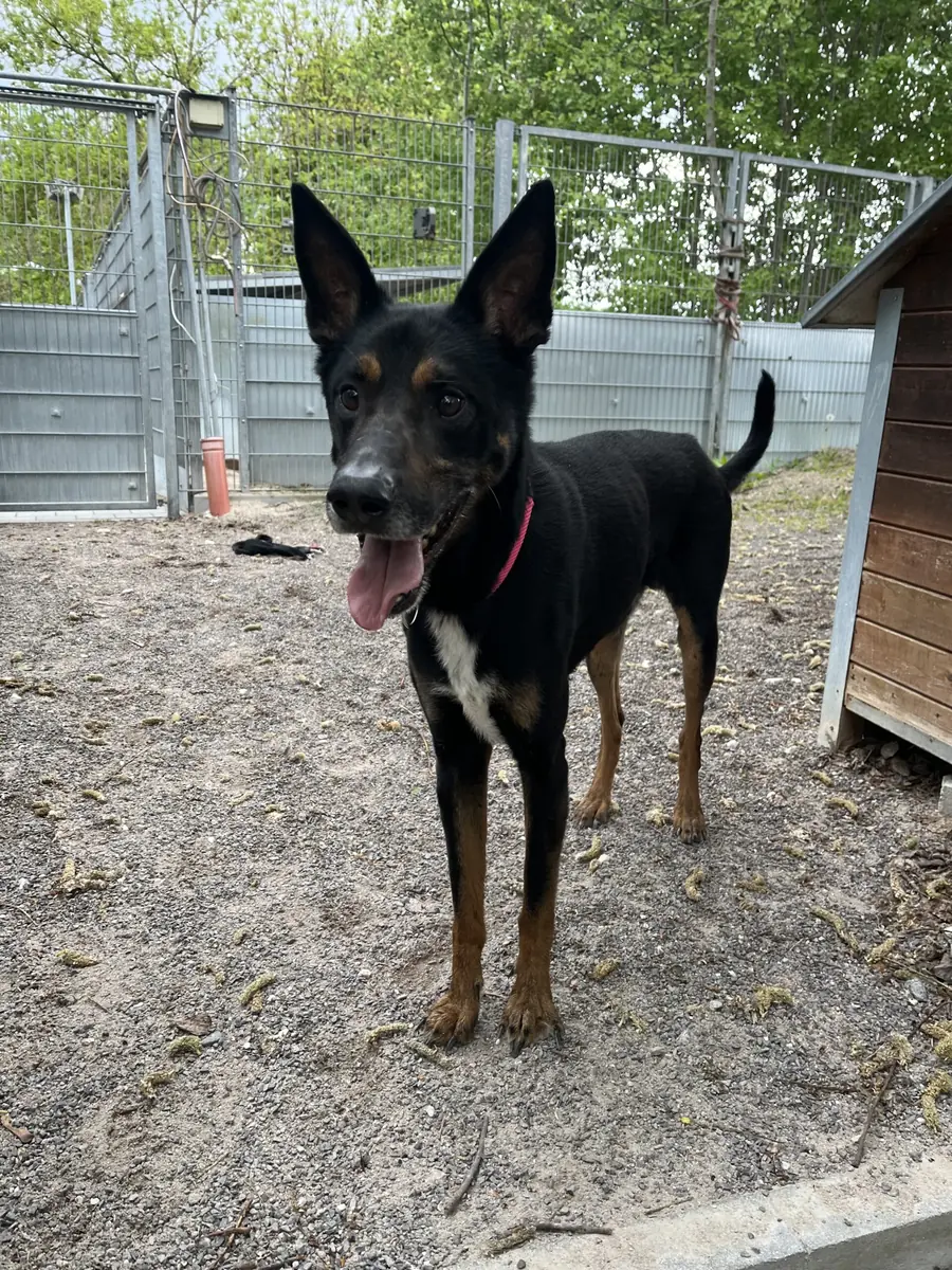 Duke - Dobermann, Deutscher Schäferhund - Bild 4