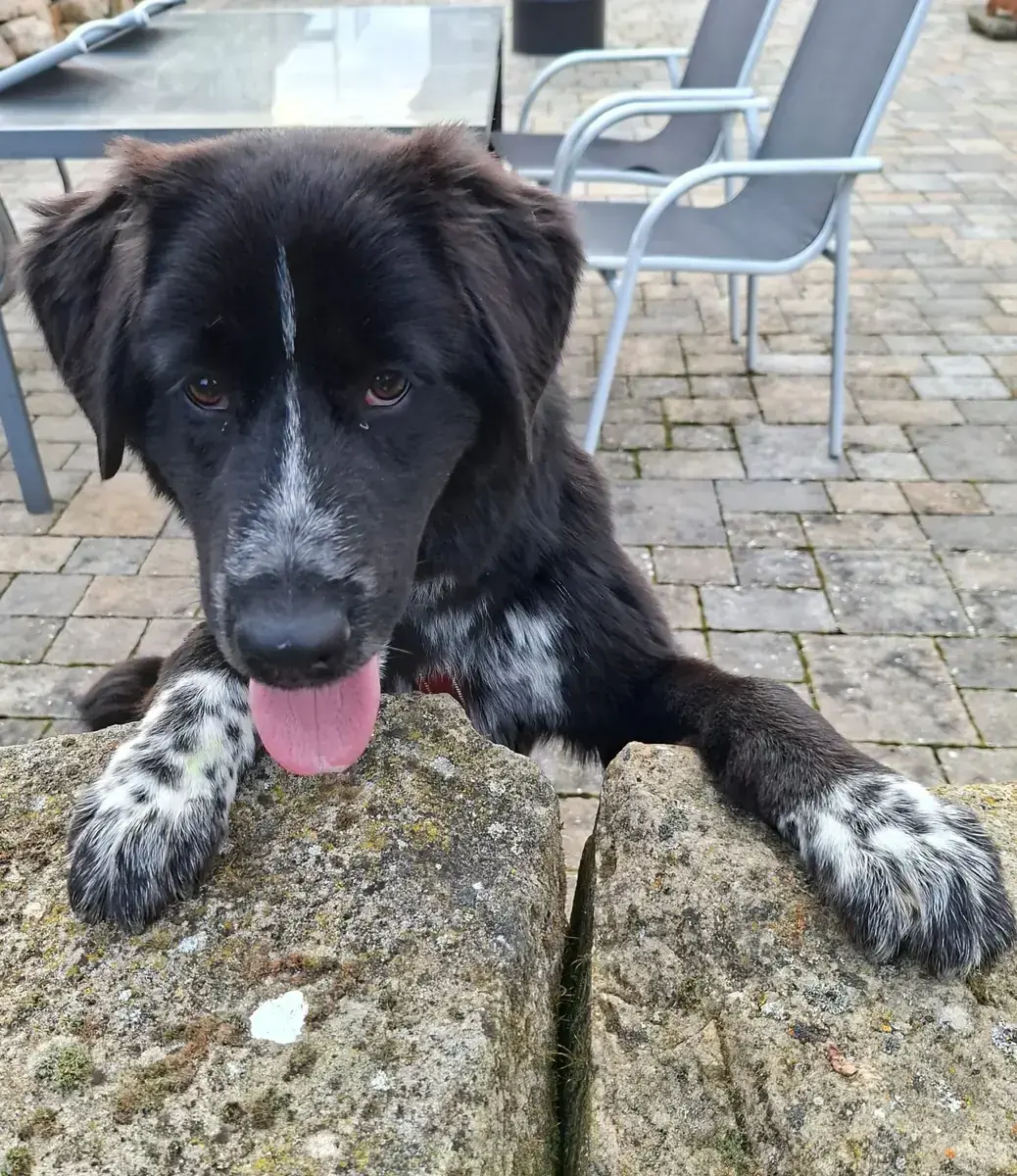 Ruby -  - Bild 1