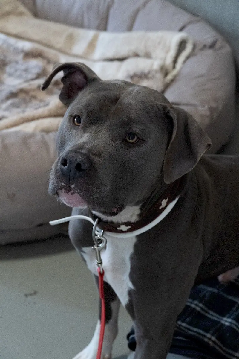Buddy -  - Bild 8