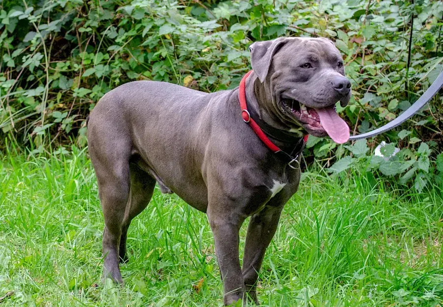 Maximus -  - Bild 2