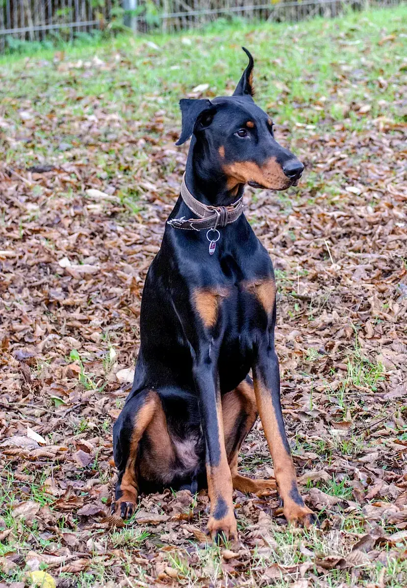 Ikarus - Dobermann - Bild 6