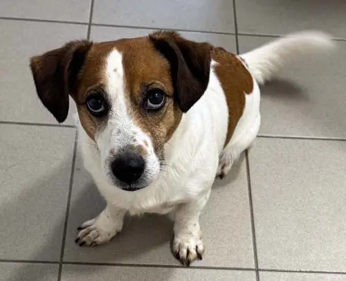 Jackson - Jack Russell Terrier - Bild 5