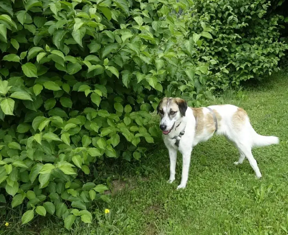 Mabel -  - Bild 3