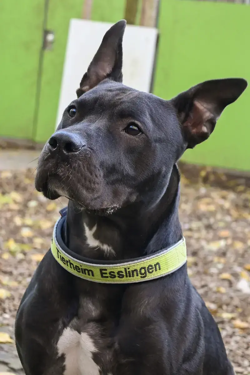 Ares -  - Bild 2
