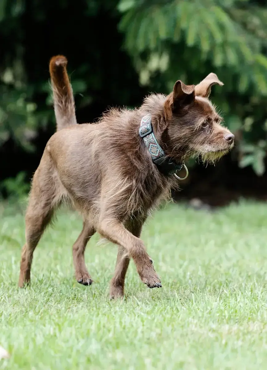 Dallas - Affenpinscher - Bild 1