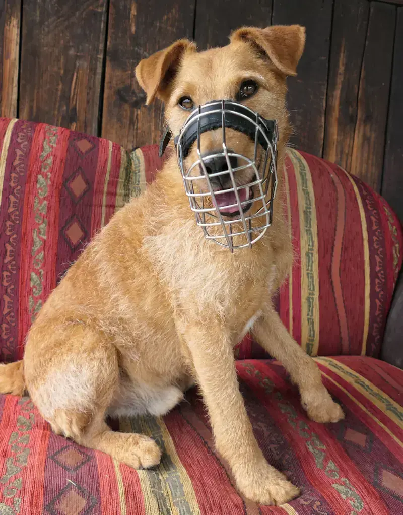 Boris - Irish Terrier - Bild 2