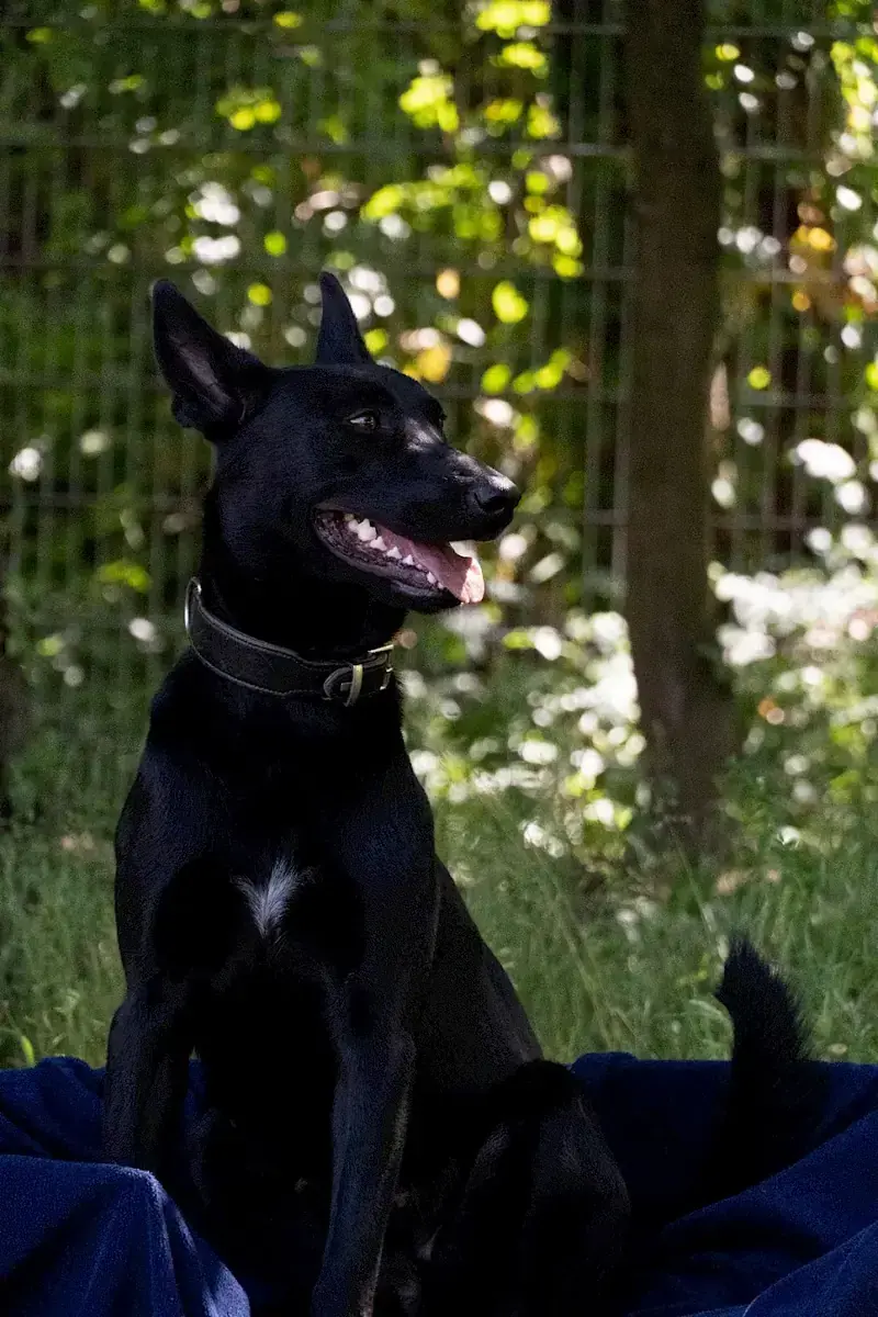 Greta - Deutscher Schäferhund - Bild 5