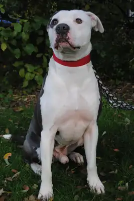 Anton – Staffordshire Bullterrier – Bild 4