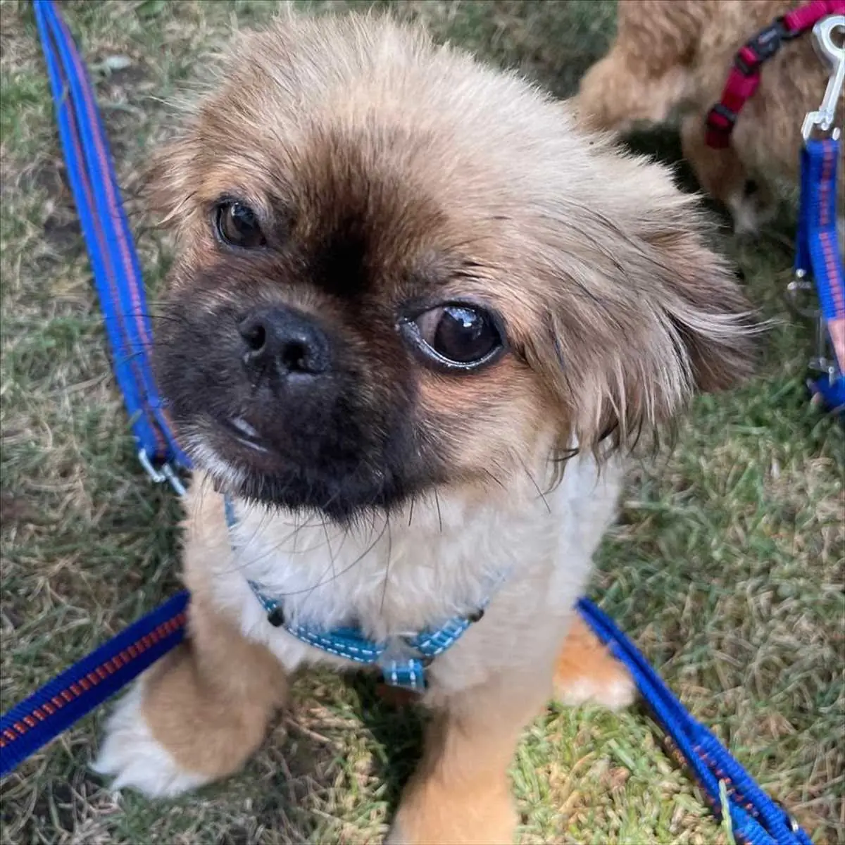 Knete - Pekingese - Bild 3