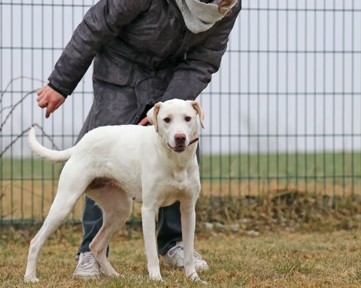 Rosa -  - Bild 12