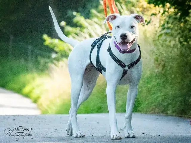 Bonny - Dogo Argentino - Bild 17