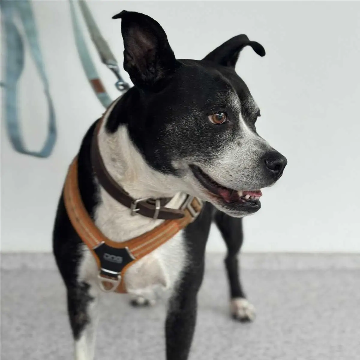 BABA - Boston Terrier - Bild 3