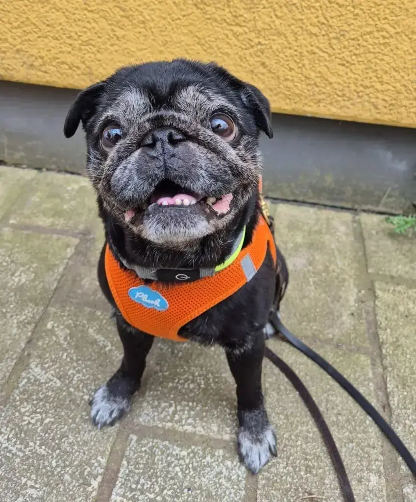 Mops Coco