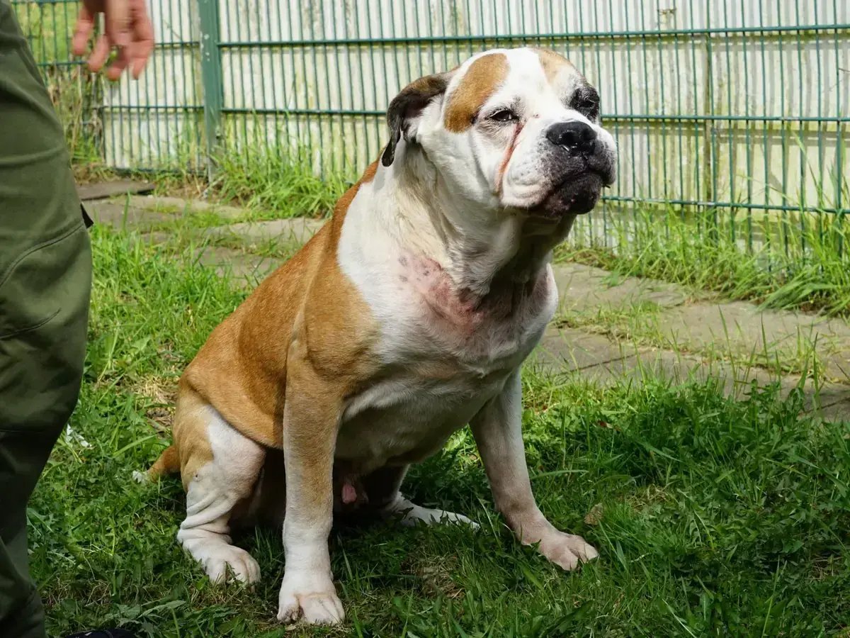 Hund Bodo