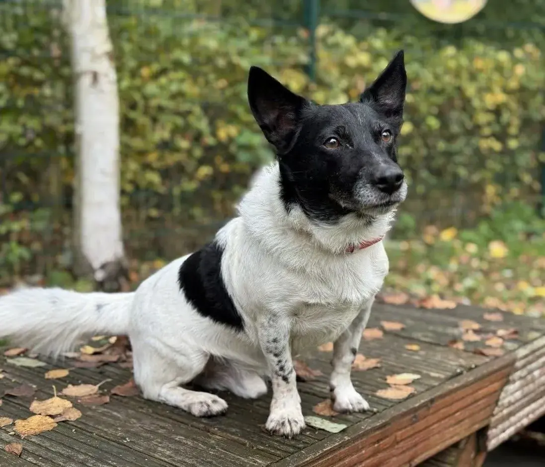 Raiko -  - Bild 1