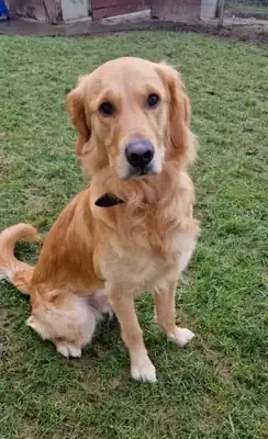 Appa – Golden Retriever – Bild 3