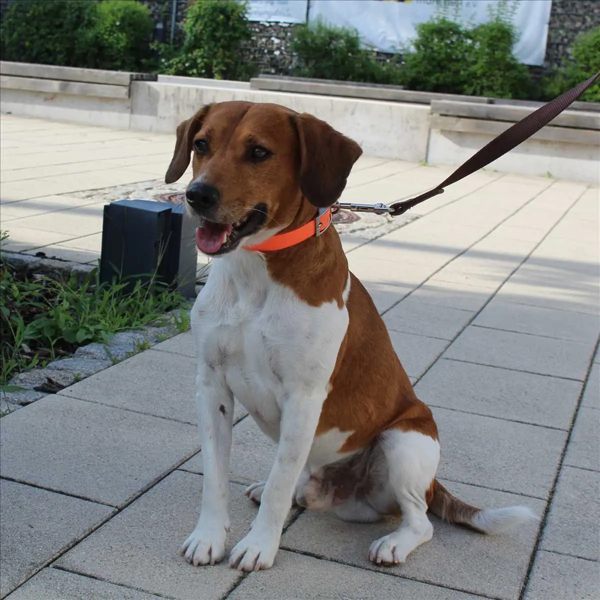 Jack - Beagle - Bild 2
