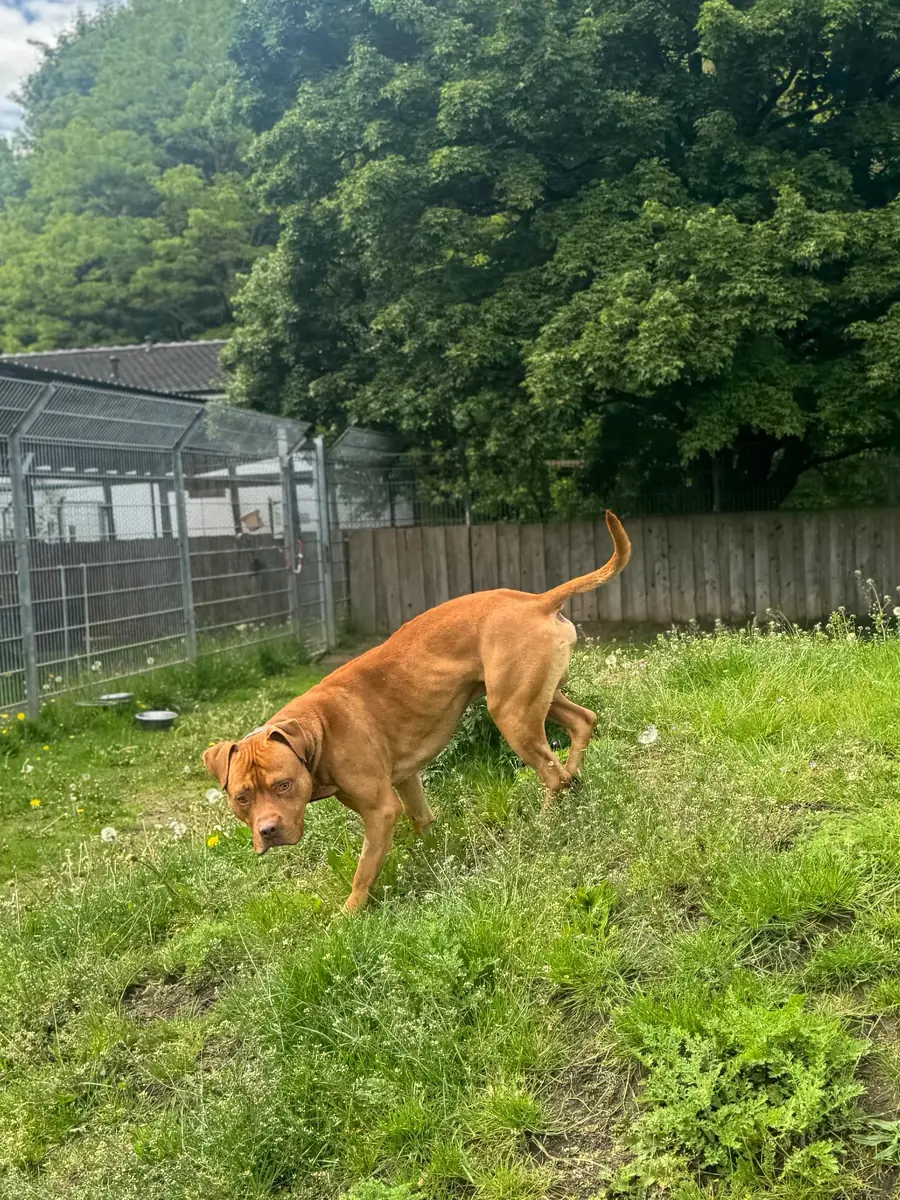 Fred - American Staffordshire Terrier - Bild 3