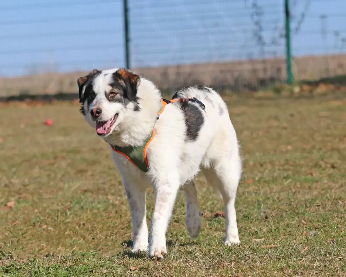 Merlin -  - Bild 5
