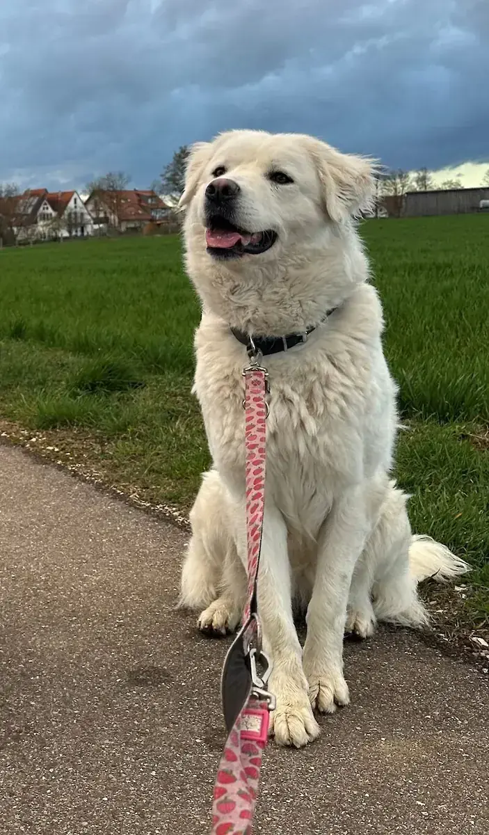 Betty - Deutscher Schäferhund - Bild 2
