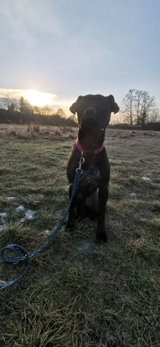 Bonnie - Cane Corso Italiano - Bild 11