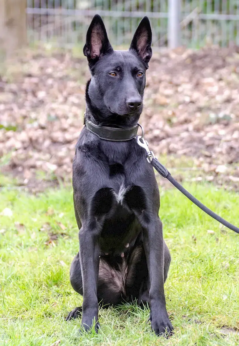Greta - Deutscher Schäferhund - Bild 10