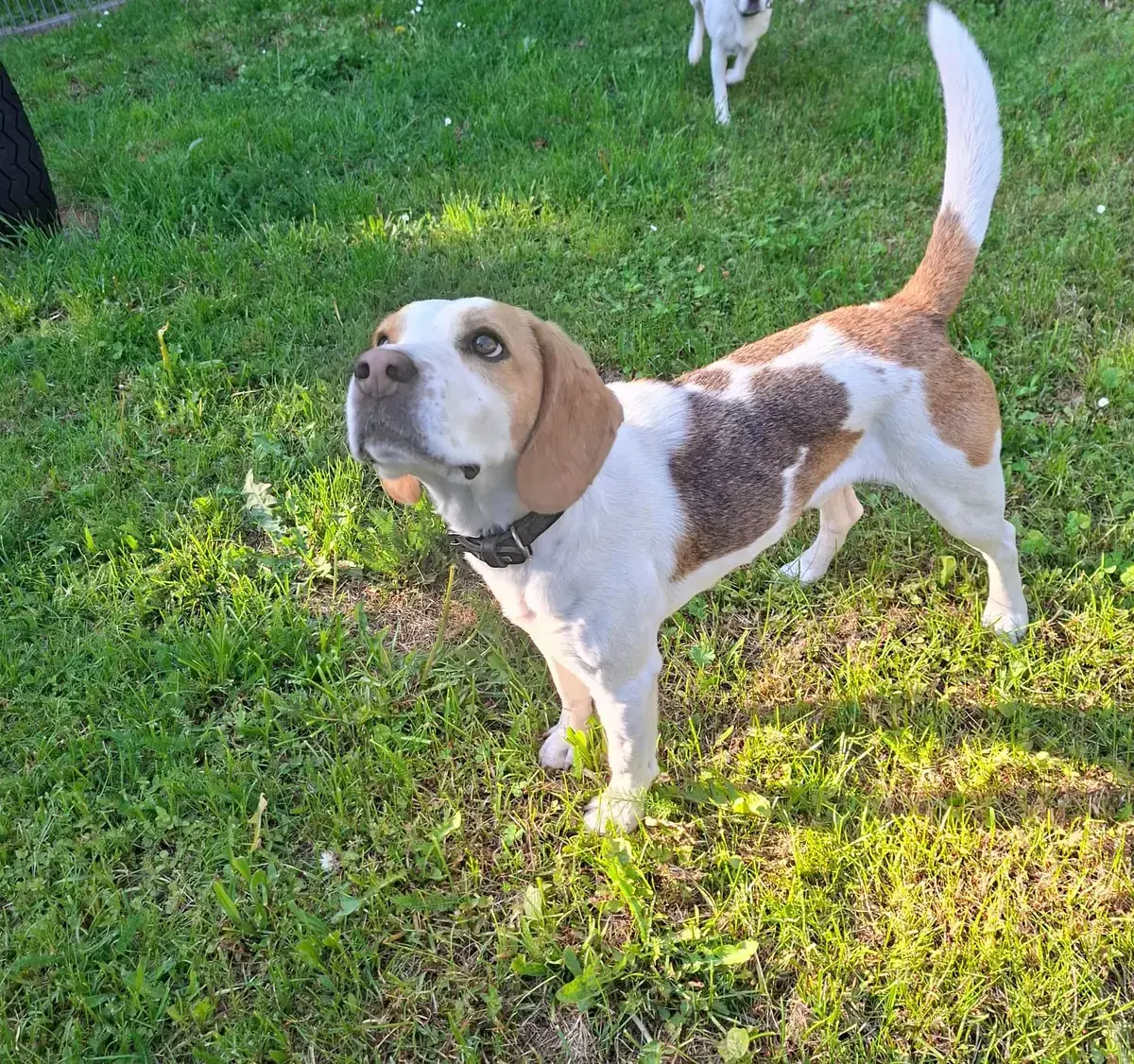 Charly - Beagle - Bild 3
