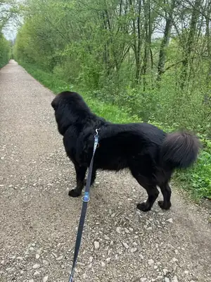 Bona – Hund – Bild 6