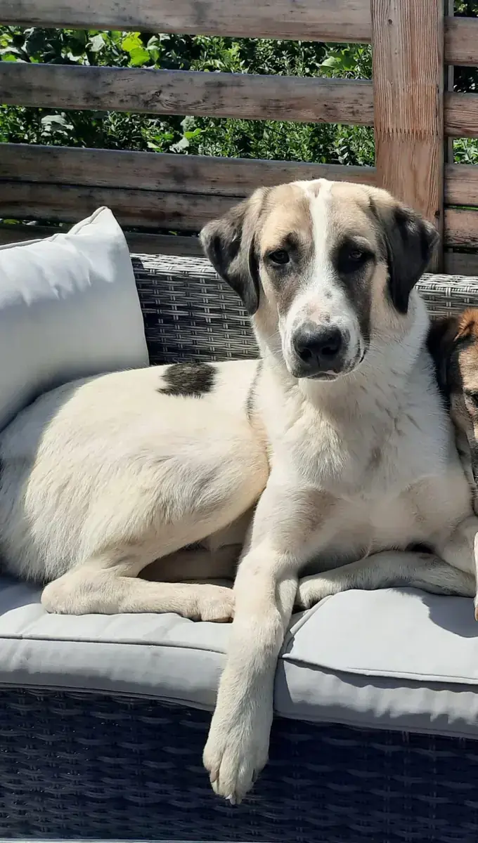 BUDDY -  - Bild 1