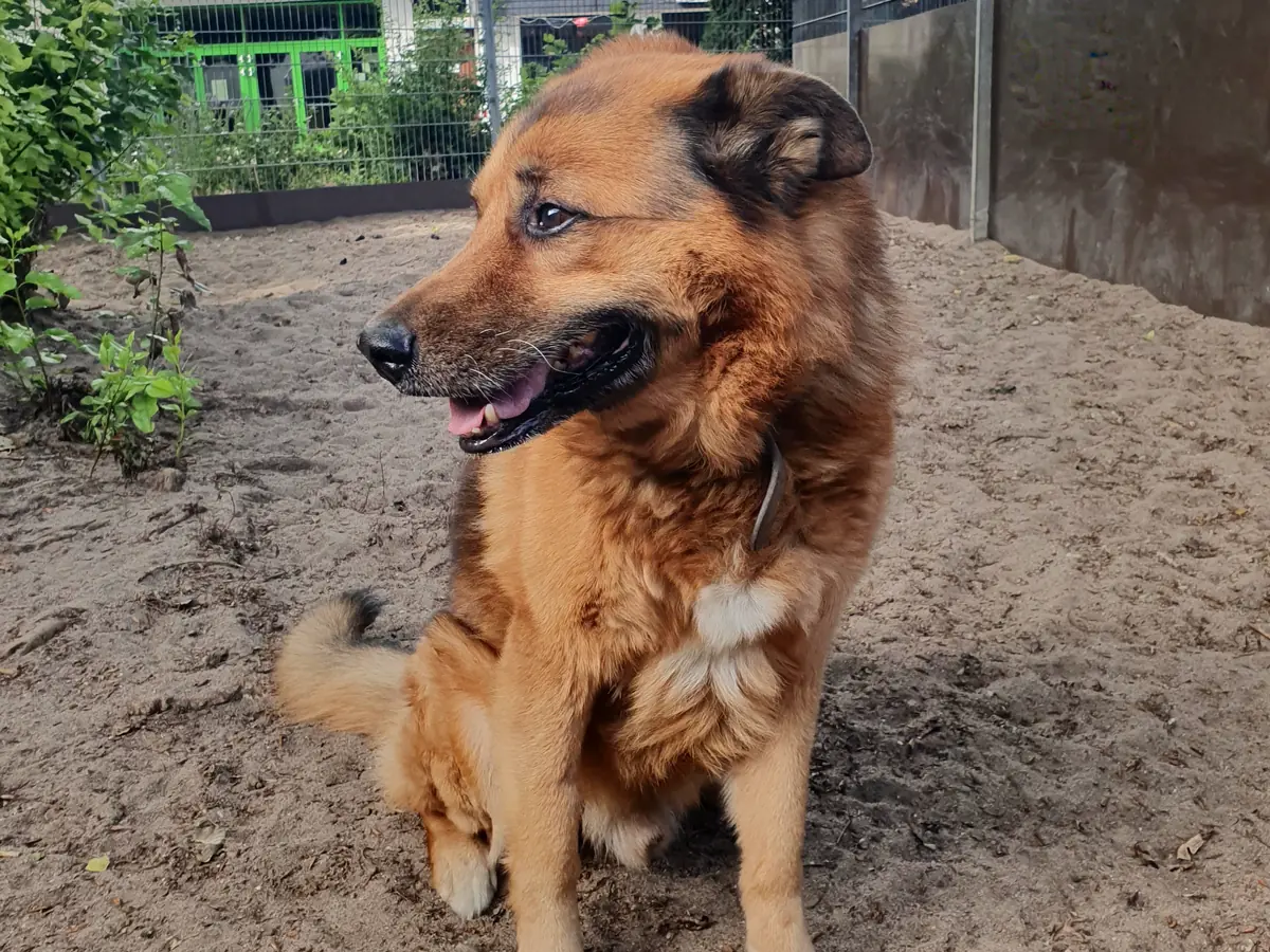Joussi - Deutscher Schäferhund - Bild 2