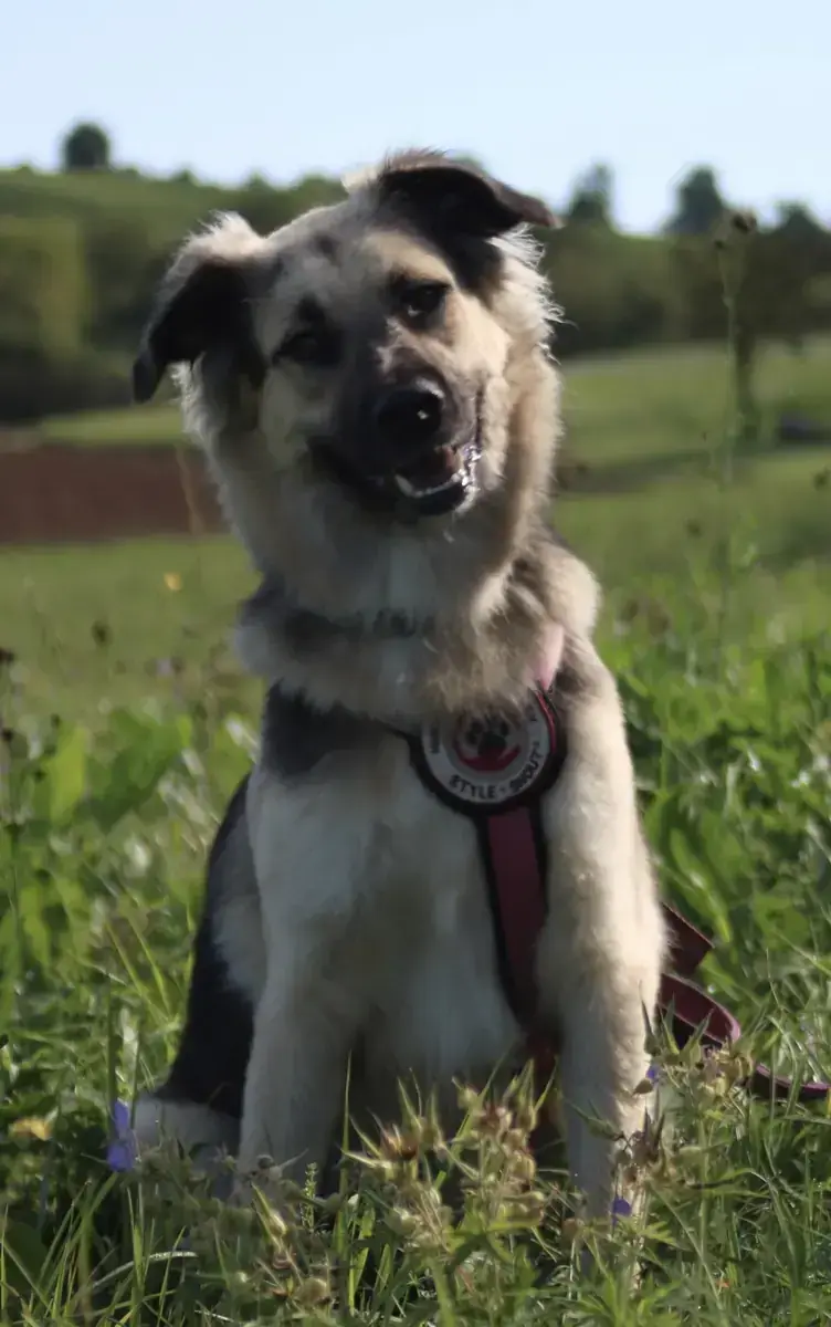 Suki -  - Bild 4