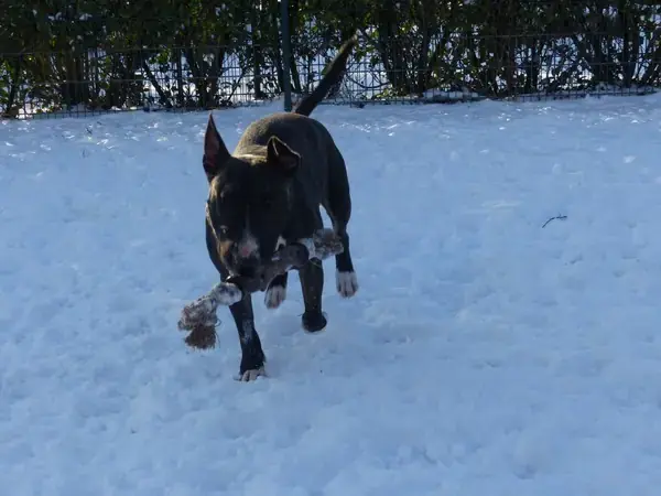 Adonis -  - Bild 4