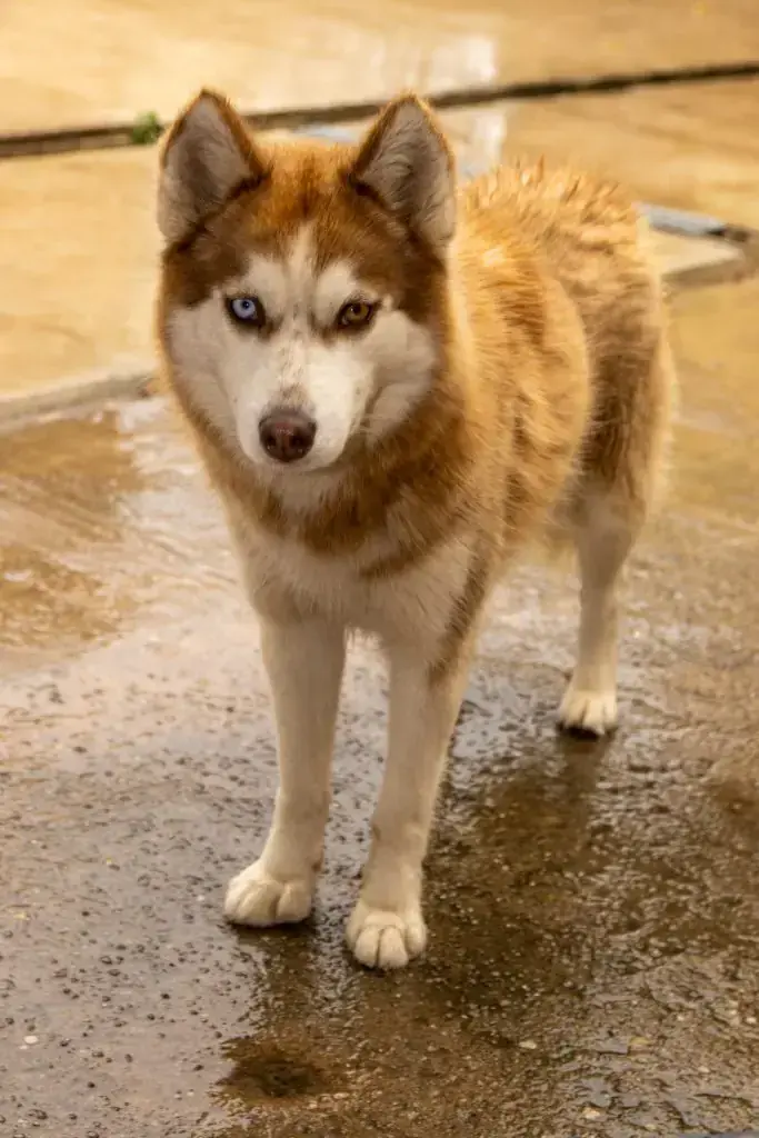Siberian Husky Tanuki