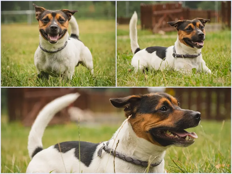 Louie - Jack Russell Terrier - Bild 1