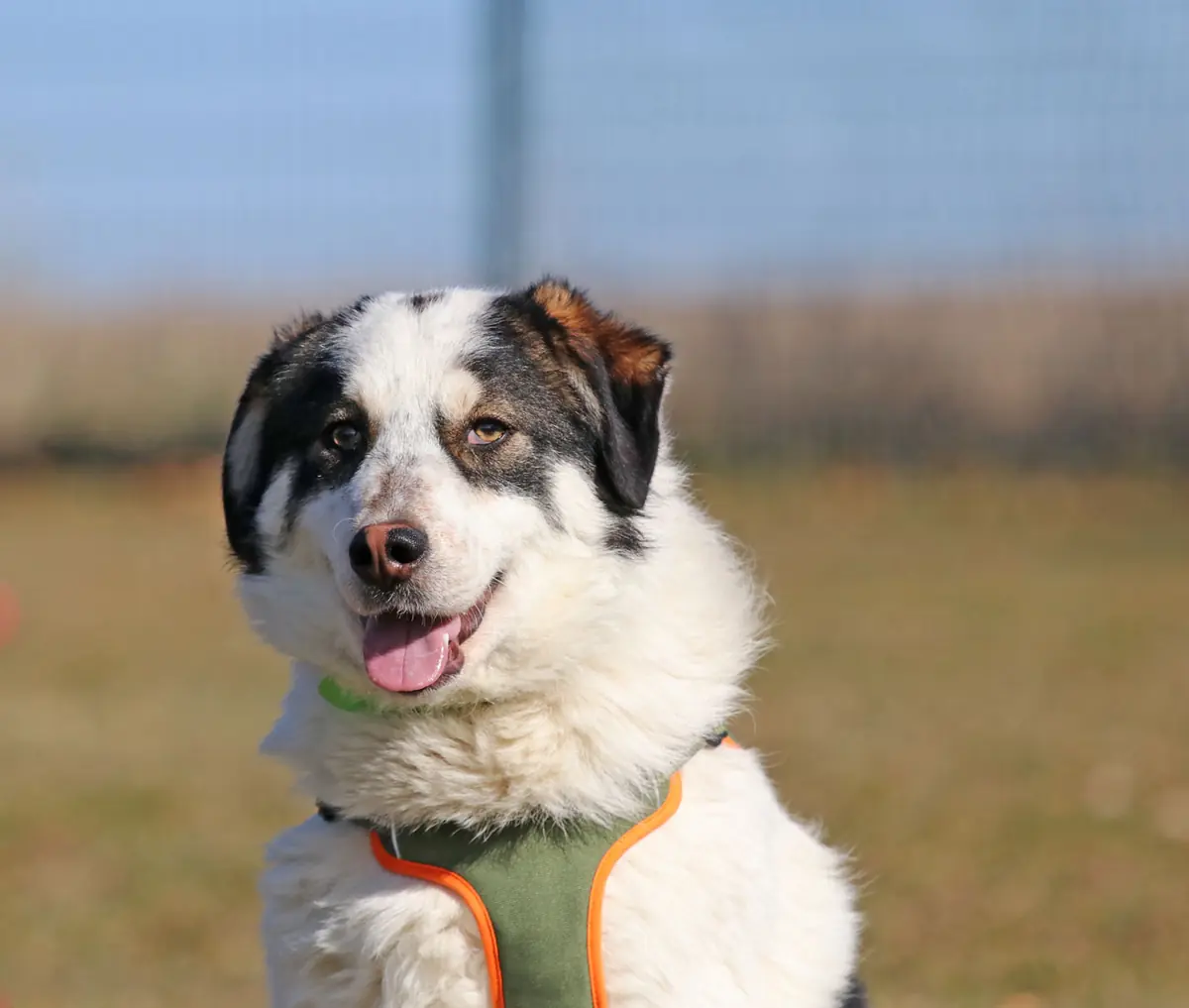 Merlin -  - Bild 4