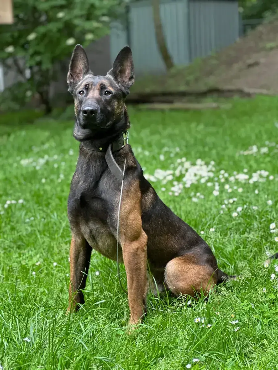 Kimbo -  - Bild 3