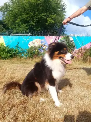Hayato – Australian Shepherd – Bild 4
