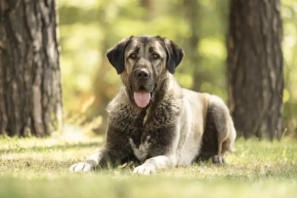 Kangal-Hirtenhund Bozo