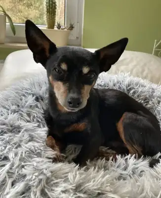 Lenny – Hund – Bild 2