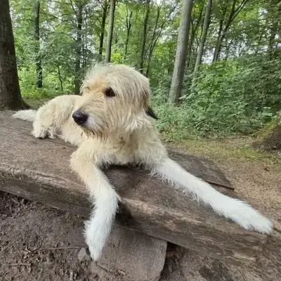 Fina – Hund – Bild 3