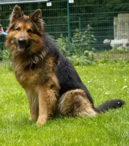Prinz - Deutscher Schäferhund - Bild 1