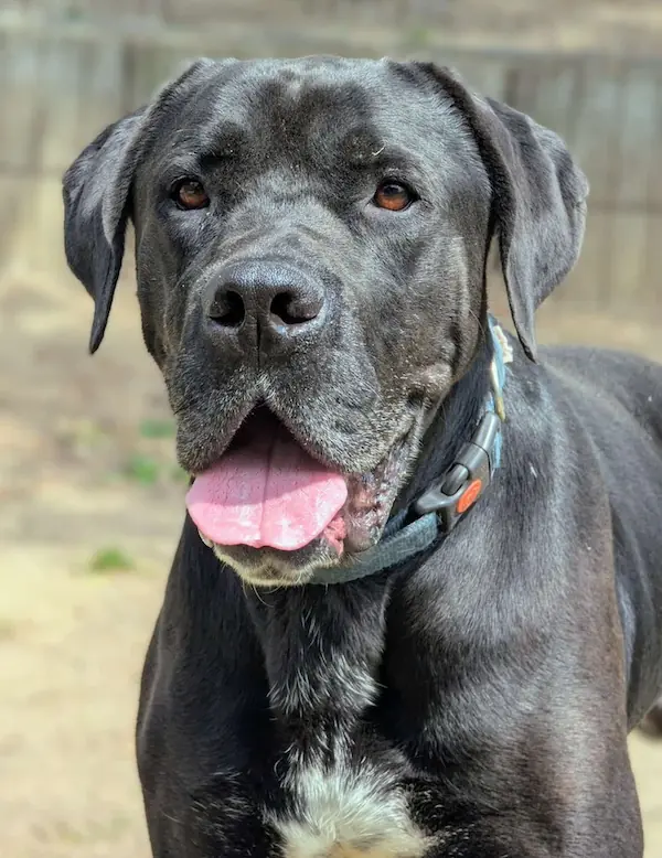 Chef - Cane Corso Italiano - Bild 1