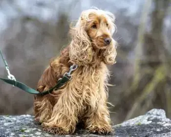Shaggy -  - Bild 2