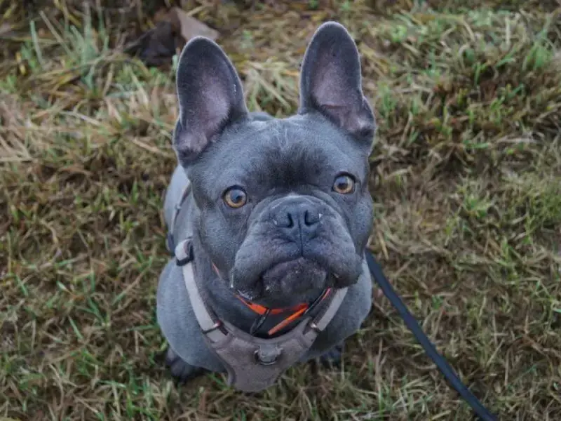 Cooper -  - Bild 11