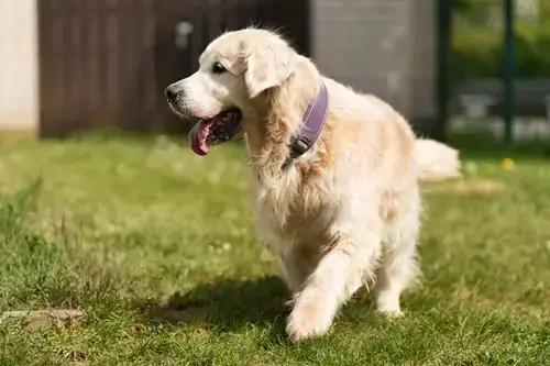 Bailey - Golden Retriever - Bild 1