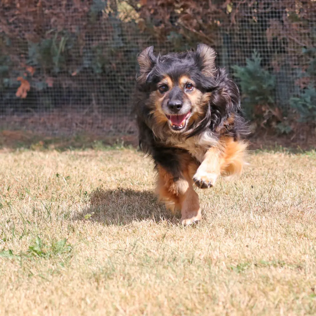 Buddy -  - Bild 2