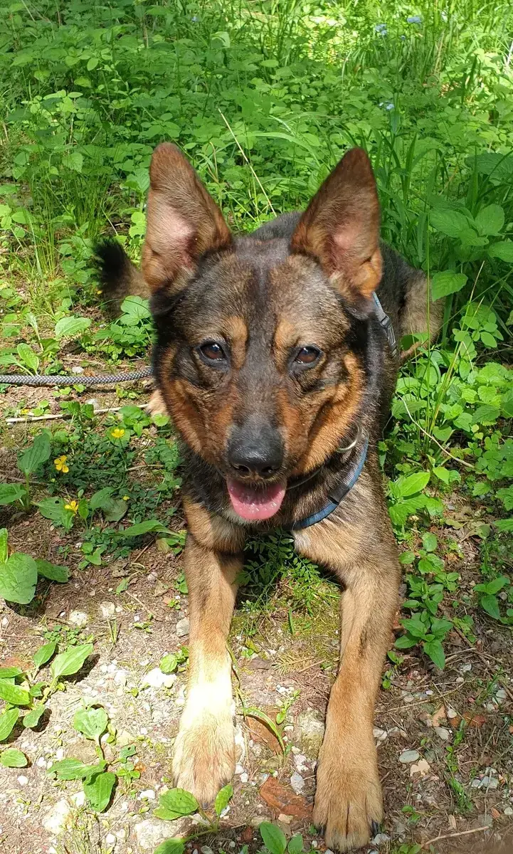 Toffee -  - Bild 3