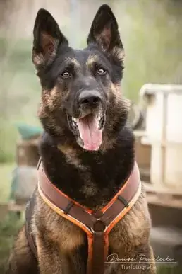 Bolle - Deutscher Schäferhund - Bild 1